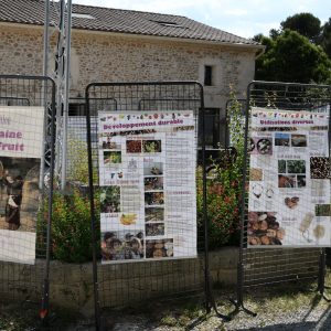 25-05-31_Regalarbre_JJSR_16