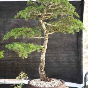 25-05-31_Regalarbre_JJSR_21